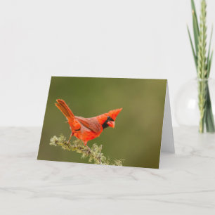Carte Cardinal masculin sur le membre