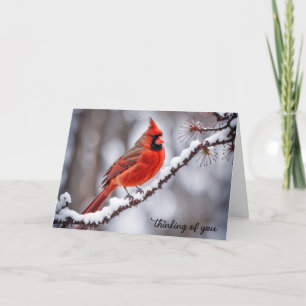 Carte Cardinal sur la branche d'hiver Penser à vous