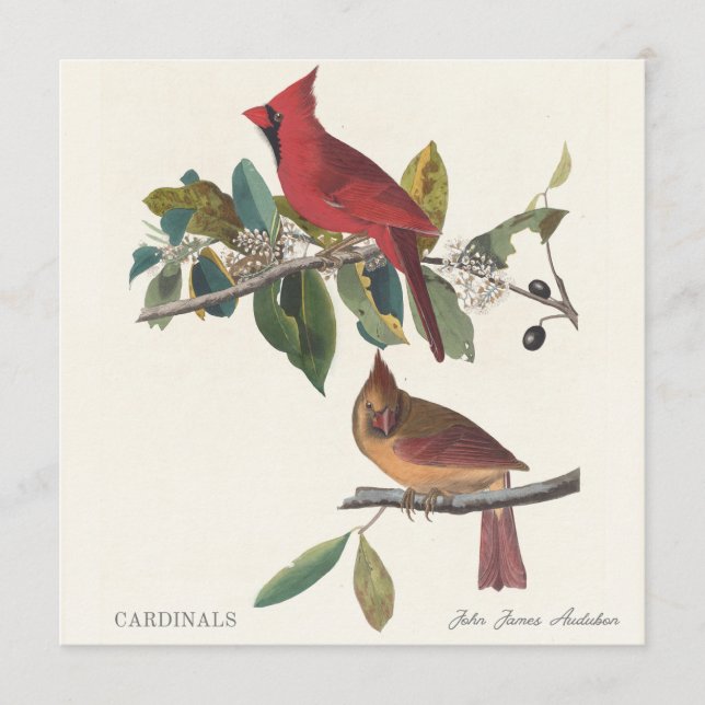 Carte Cardinals by John James Audubon (Devant)