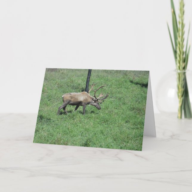Carte "Caribou" (Devant)