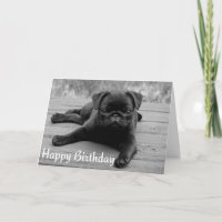 Carlin Chien Chien Chien Heureux Anniversaire Cart