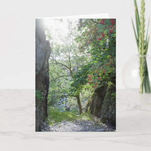 Carte Carrière de Rowan Tree Tilberthwaite