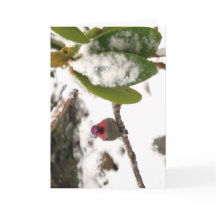 Carte. Colibri dans la neige