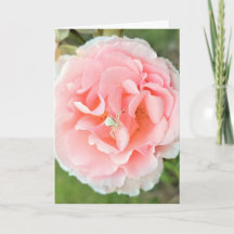 Carte. Conception "Rose Rose Araignée Blanche". Ph