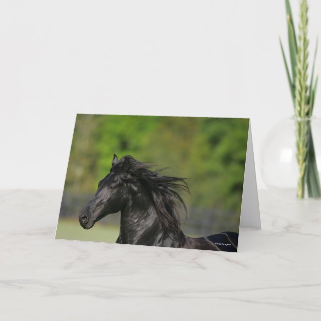 Carte Casquette noire de l'étalon de cheval friésien (Devant)