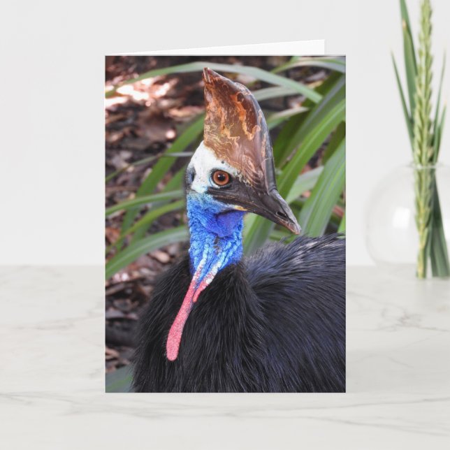 Carte Cassowary du Sud (Devant)
