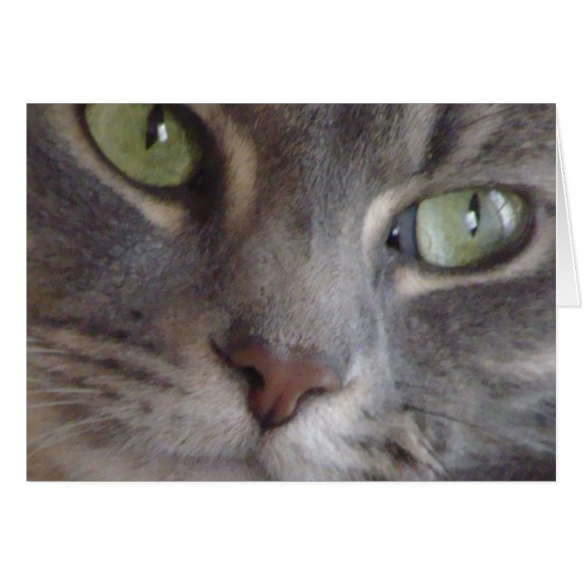 Carte Cat (Devant Horizontal)