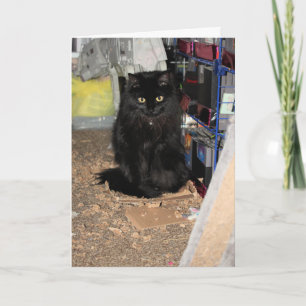 Carte Cat