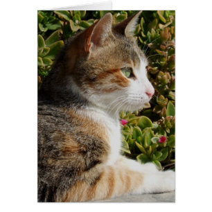 Carte Cat Cleo