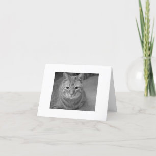 Carte Cat dit...