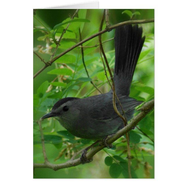 Carte Catbird (Devant)