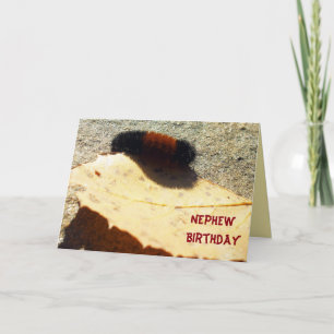Carte Caterpillar d'ours laineux