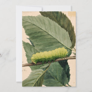 Carte Caterpillar lunaire   Abbott Handerson Thayer