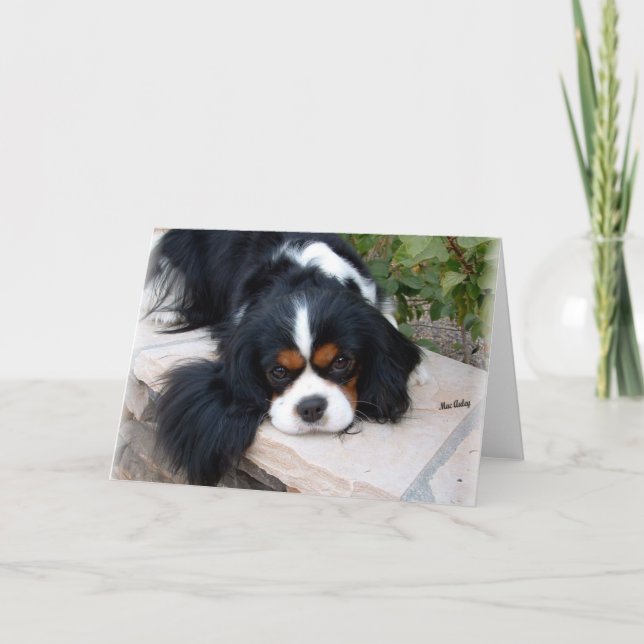 Carte Cavalier King Charles (Devant)