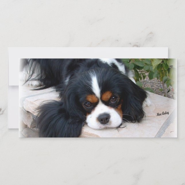Carte Cavalier King Charles (Devant)
