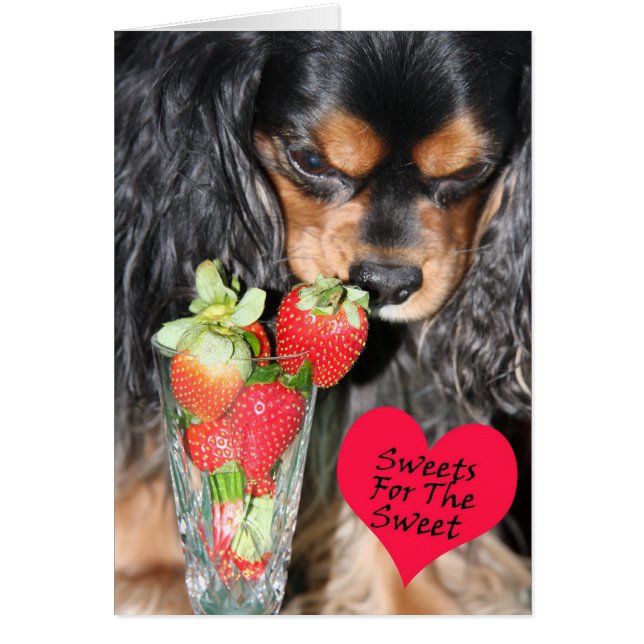 Carte Cavalier King Charles Spaniel Strawberries (Devant)