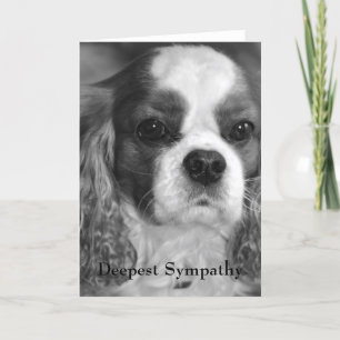 Carte Cavalier King Charles Spaniel Sympathie la plus pr