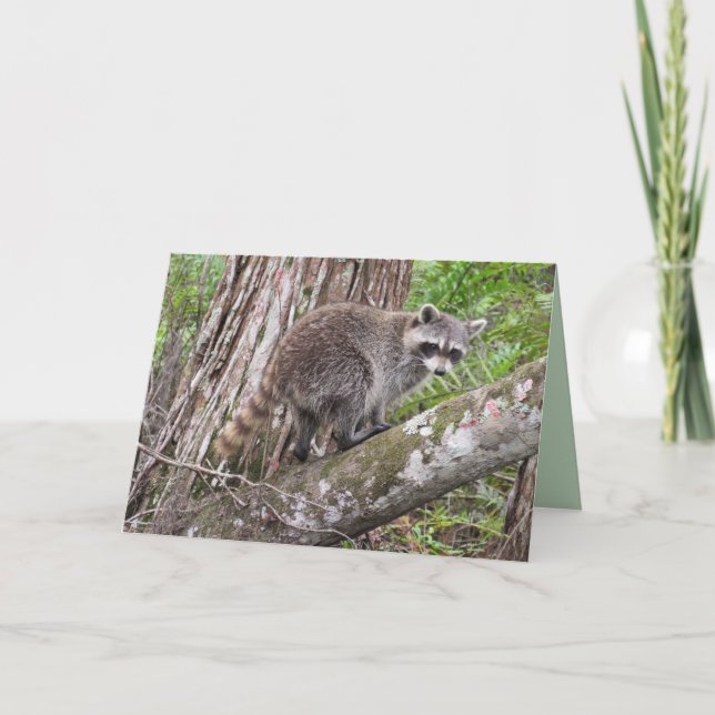 Carte Célébrez Votre Anniversaire Comme Un Raccoon (Devant)