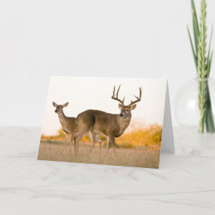 Carte Cerf à queue blanche   Automne au Texas