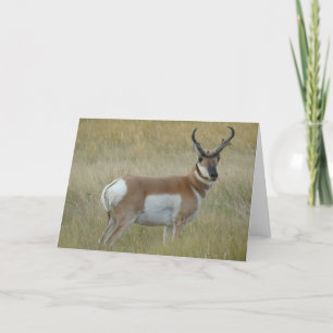 Carte Cerf antilope A1