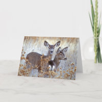 Cerfs Mulets Sauvages Couple | Californie