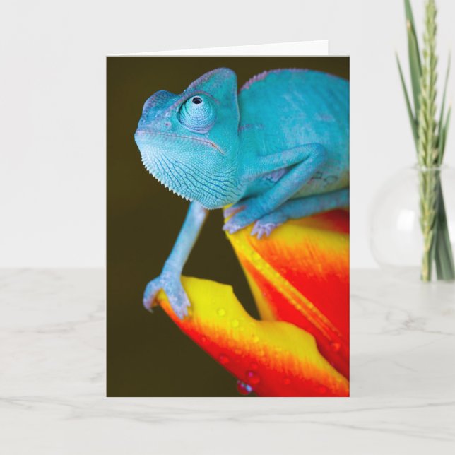 Carte Chameleon sur une Tulipe rouge et jaune (Devant)