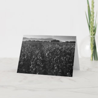 Carte Champ de coton, dans le soleil près de l'EL