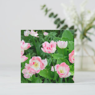 Carte Champ de tulipes roses
