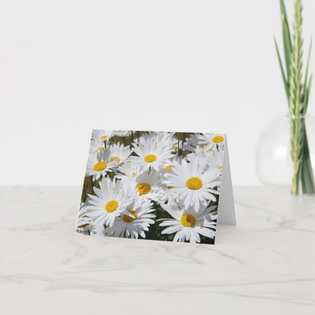 Carte Champ des marguerites blanches (Devant)