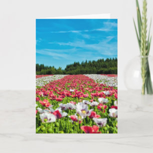 Carte Champ rouge et blanc