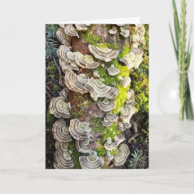 Champignons à queue de dinde