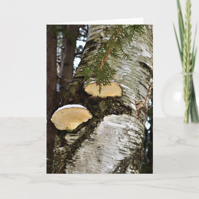 Carte Champignons enneigés sur bouleau  (Devant)