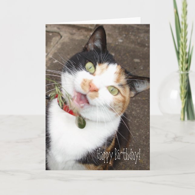 Carte chante tabby, Joyeux anniversaire ! (Devant)