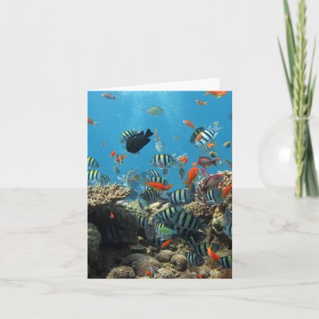 Carte Chaos de la pêche tropicale (Devant)