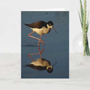 Carte Charadriidé d'oiseaux aquatiques pataugeant