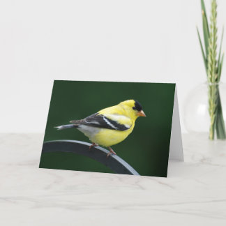 Carte Chardonneret