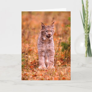 Carte Chasse au lynx roux Forêt d'automne