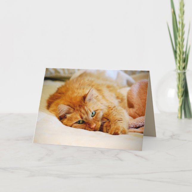 Carte Chat à coon orange doux au Maine (Devant)
