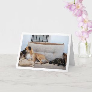 Carte Chat avec chien sur banc