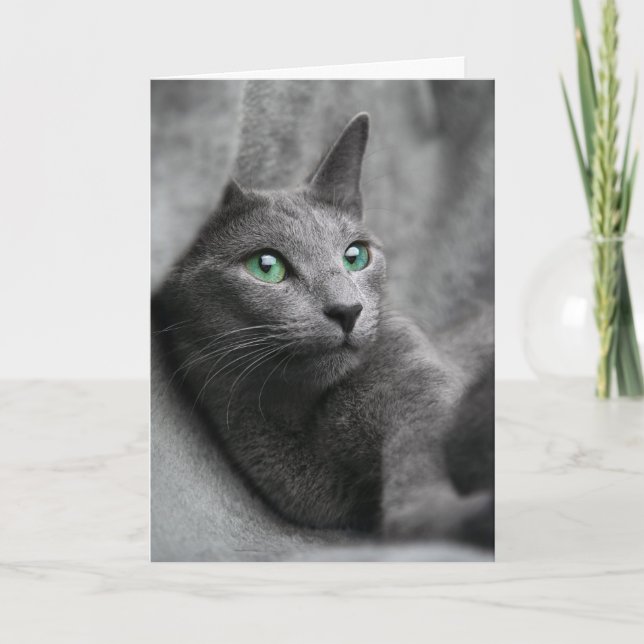 Carte chat bleu-russe avec les yeux verts (Devant)