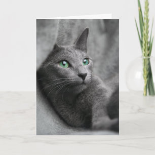Carte chat bleu-russe avec les yeux verts