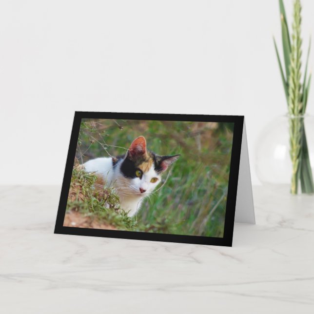 Carte Chat calico à l'affût (Devant)