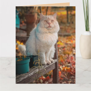 CARTE CHAT CHRÉTIEN PENSE À VOUS PHILIPPIENS 1:3