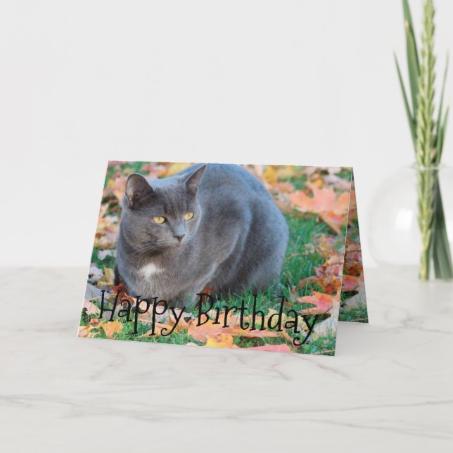 Carte Chat colorée (Devant)