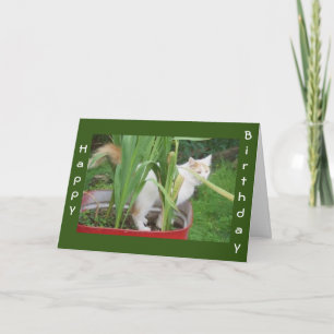 CARTE CHAT COMÉDIQUE CACHANT MAIS DIT "JOLI ANNIVERSAIRE