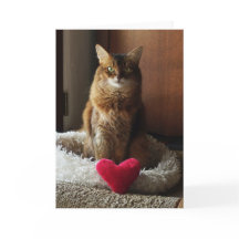 Chat de coeur Somalien Chat Saint Valentin