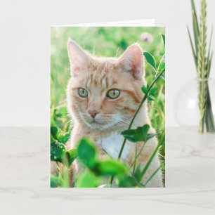 Carte Chat de gingembre avec yeux verts en herbe