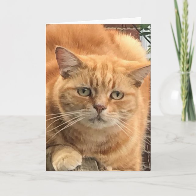 Carte Chat de gingembre grincheux (Devant)