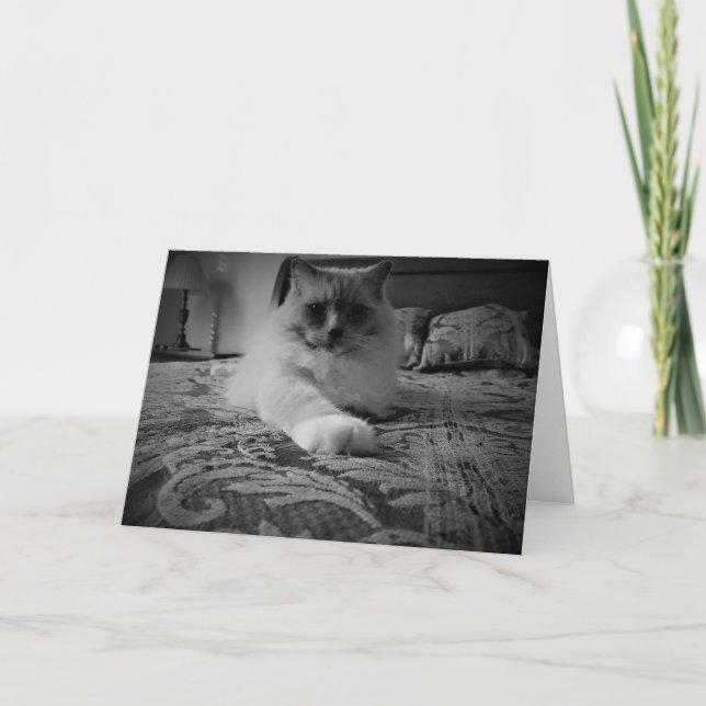 Carte Chat de Ragdoll/carte Noir (Devant)