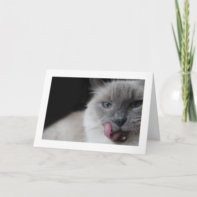 Carte Chat de Ragdoll léchant des lèvres (Devant)
